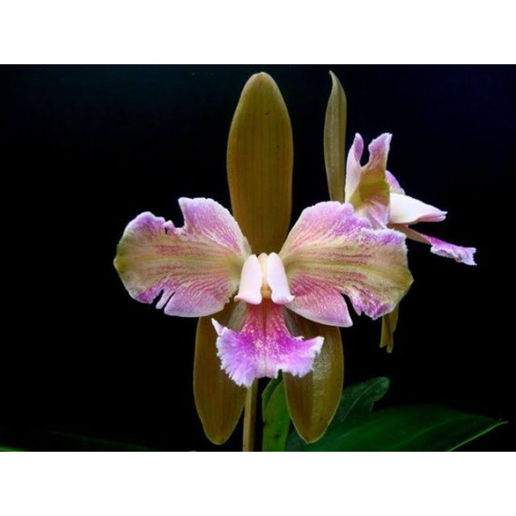 Cattleya Granulosa Trilabelo - T3