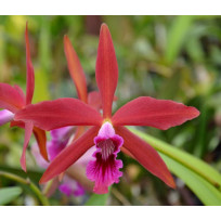 Laelia Zip - Muda