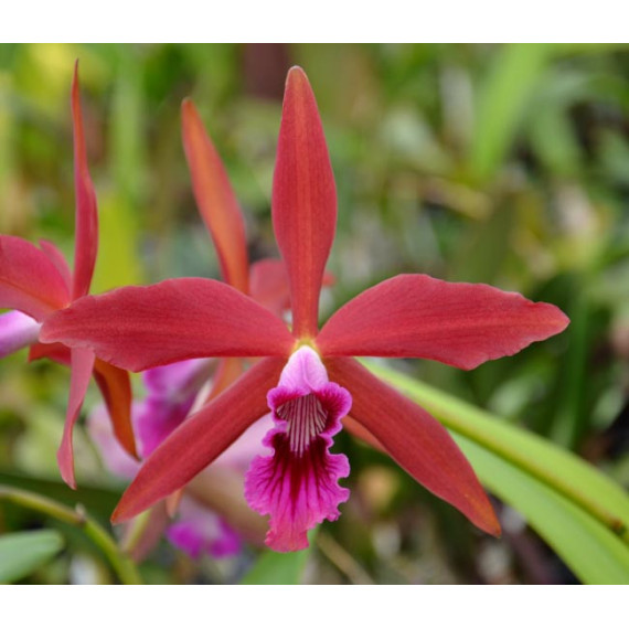 Laelia Zip - Muda