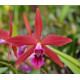 Laelia Zip - Muda