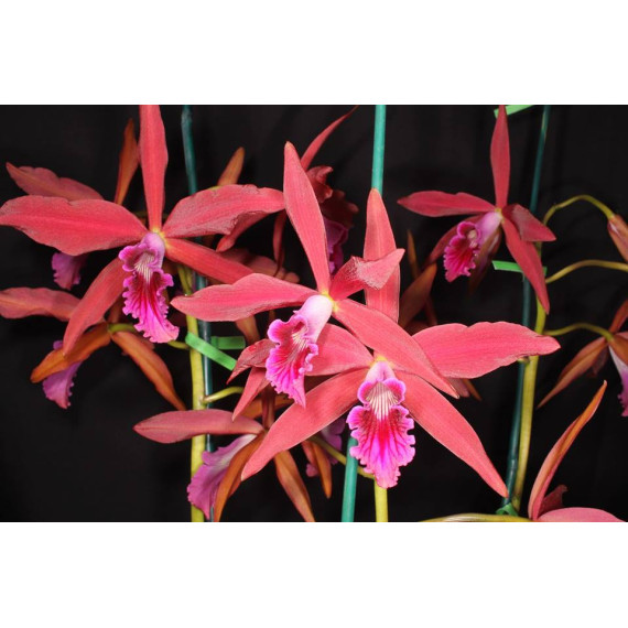 Laelia Zip - Muda