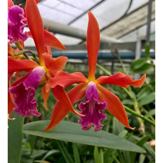 Laelia Zip - Muda