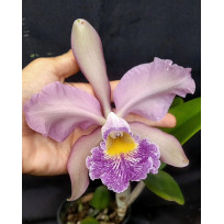 Cattleya Whiteii Coerulea - Pre Adulta
