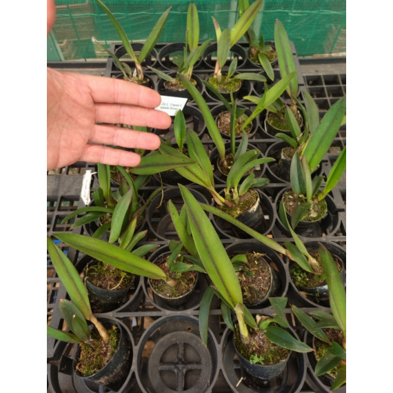 Laelia Zip - Muda