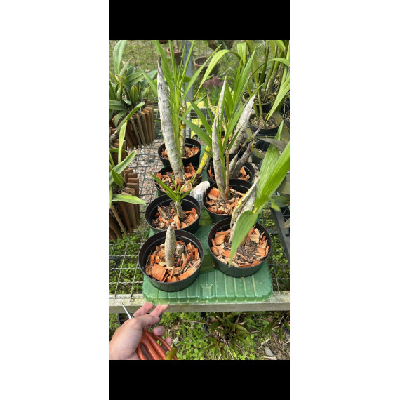 Cyrtopodium Andersonii - AD