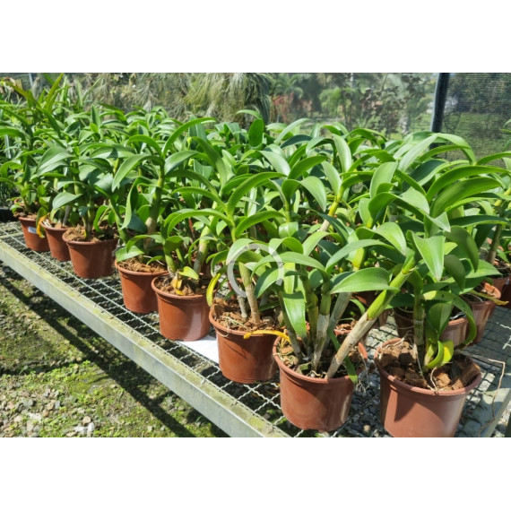 Dendrobium Burana Green (EM FLORAÇÃO)