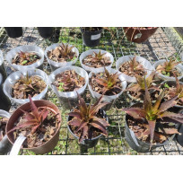 Ortophyttum Saxicola (marrom)