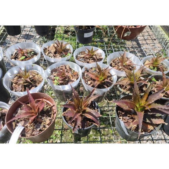 Ortophyttum Saxicola (marrom)