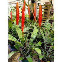 Vriesea Splendens