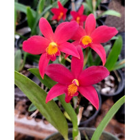 Slc. Primeiro Amor x Blazing Treat - AD