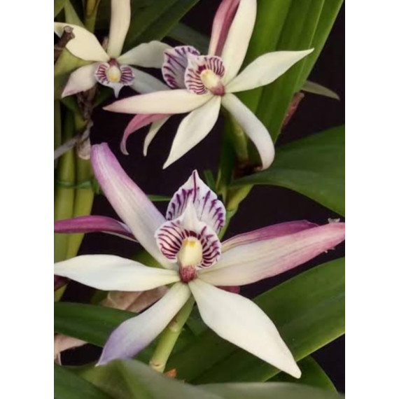 Prostechea Baculus - AD