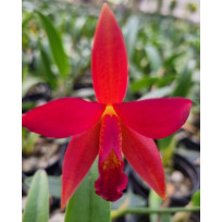 Slc. Primeiro Amor x Blazing Treat FULL RED - AD