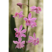 Doritis  Buysoniana - AD