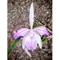 Brassavola Tuberculata x C. Intermedia - AD