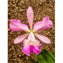 Encyclia Cordigera x Hawaiian Wedding Song - AD