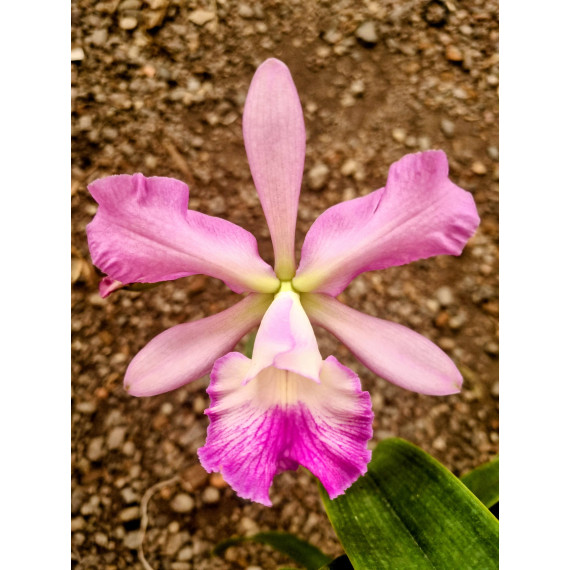 Encyclia Cordigera x Hawaiian Wedding Song - AD