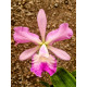 Encyclia Cordigera x Hawaiian Wedding Song - AD