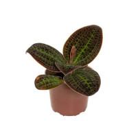 Macodes Sanderiana (Orquídea Jóia)