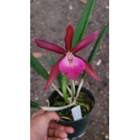 Brassavola Grandflora x Lc. Netrasiri Wax  (AD)