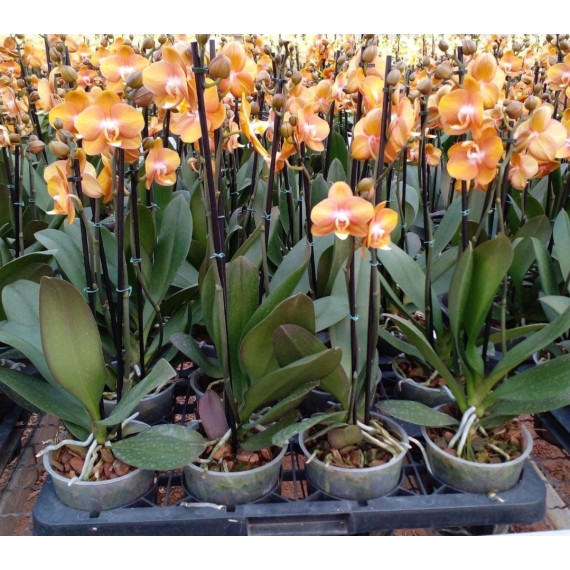 Phalaenopsis Las Vegas - AD