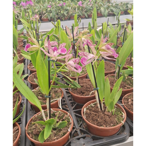 Bc. Spotted Charm  - AD