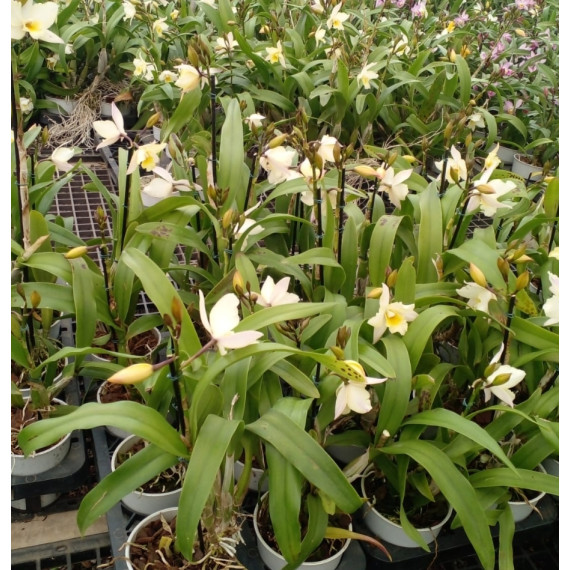 Iwanagara Apple Blossom Lemon Pie - AD