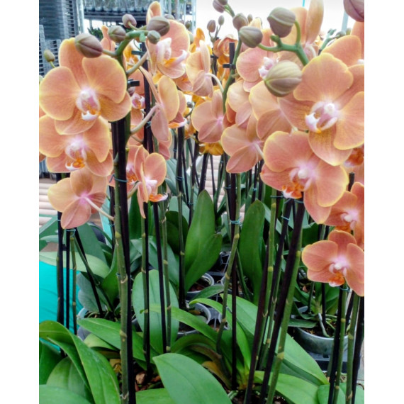 Phalaenopsis Dame Etna - COM 2 HASTES FLORAIS