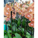 Phalaenopsis Dame Etna - COM 2 HASTES FLORAIS