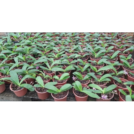 Phalaenopsis Lueddmaniana (saldão) AD