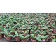 Phalaenopsis Lueddmaniana (saldão) AD