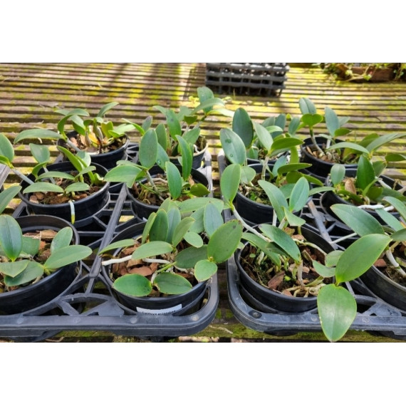 Cattleya Aclandiae  - AD