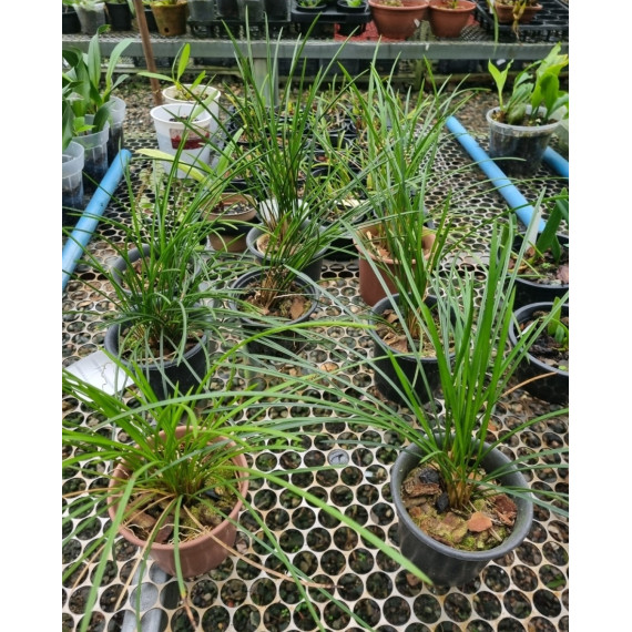 Dendrochillum Wenzelii - AD