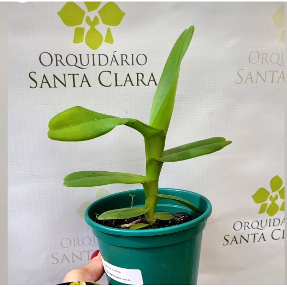 Robiquetia Cerina Amarela - Pre Adulta