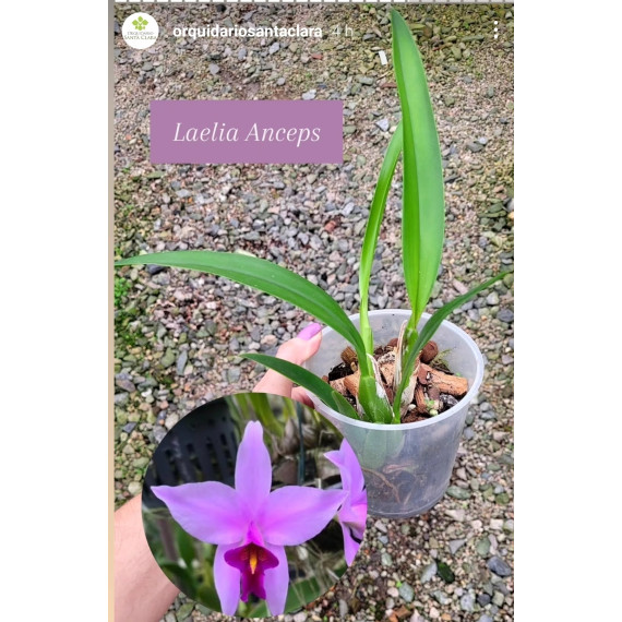 Laelia Anceps Tipo - NBS