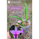 Laelia Anceps Tipo - NBS