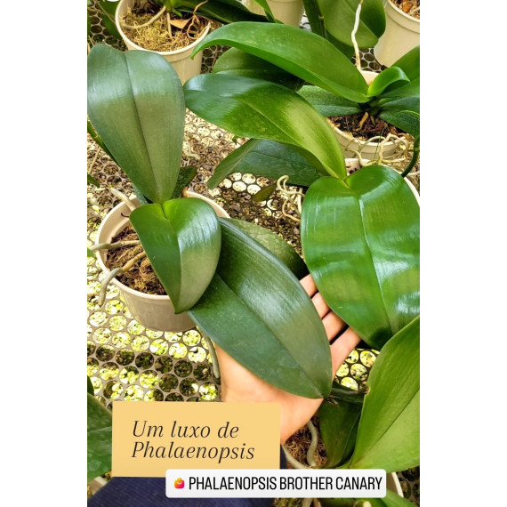 Phalaenopsis Brother Canary - AD