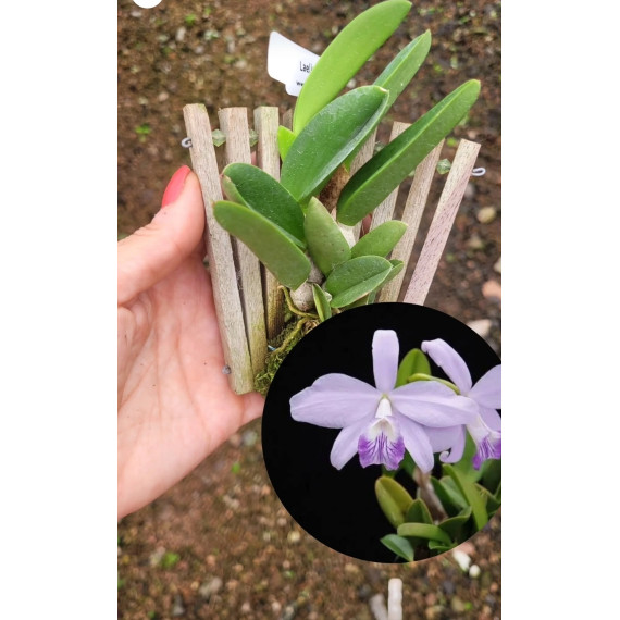 Laelia Sincorana Coerulea Lazuli  - AD