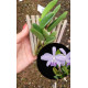 Laelia Sincorana Coerulea Lazuli  - AD