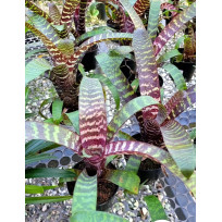 Vriesea Fosteriana - Muda