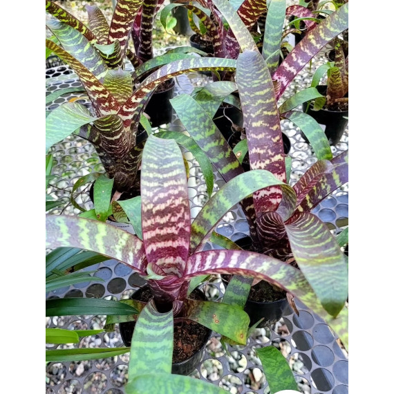 Vriesea Fosteriana - Muda