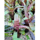 Vriesea Fosteriana