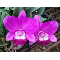 Lc. Exotic Smile "Spring Sensation" + Toco de Café - AD