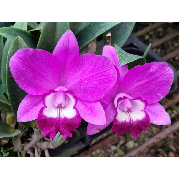 Lc. Exotic Smile "Spring Sensation" + Toco de...
