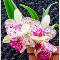 Lc. Golden Tang x Waikiki Gold - AD