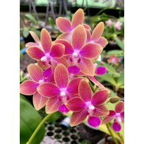 Phalaenopsis Miki Golden Sand / Haste Floral (perfumada)
