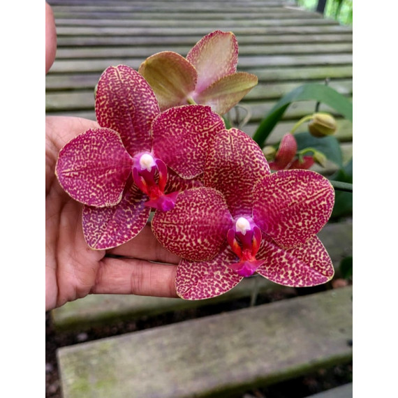 Phalaenopsis Exclusive OSC V 6 - AD