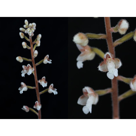 Macodes Sanderiana (Orquídea Jóia)