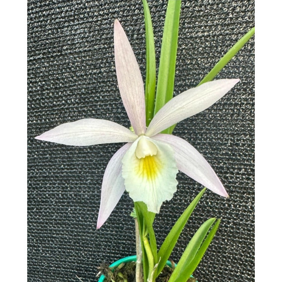 Brassavola Tuberculata x  C. Harrisoniana...