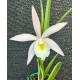 Brassavola Tuberculata x  C. Harrisoniana Caliman - NBS (Florada precoce)