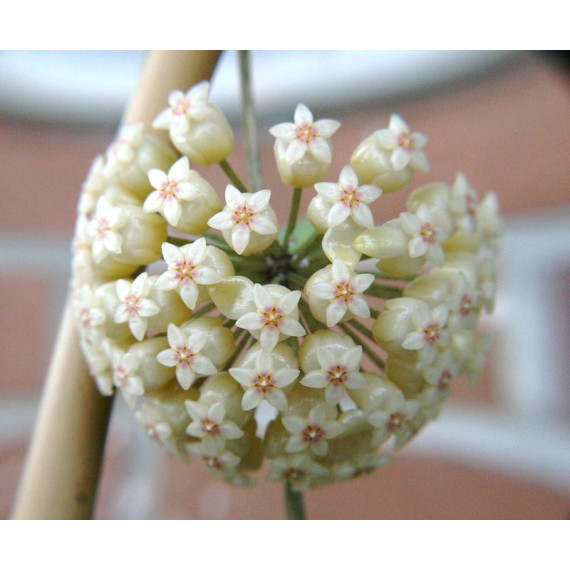 Flor de Cera Hoya Pallawan -  30 cm